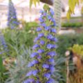 echium webbii