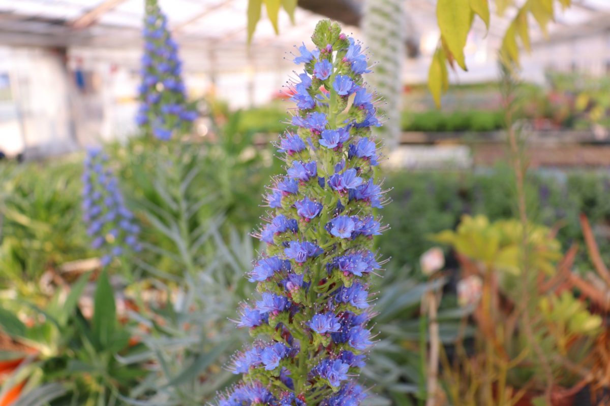 echium006