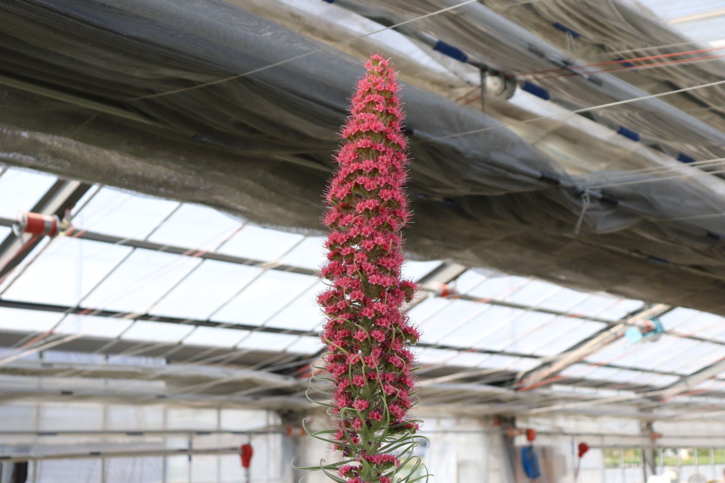 echium002