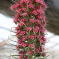 echium002