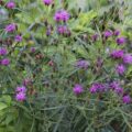 vernonia001