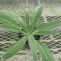 echium002