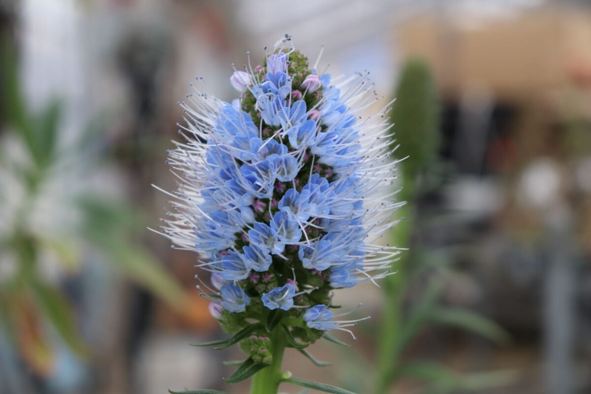 echium003