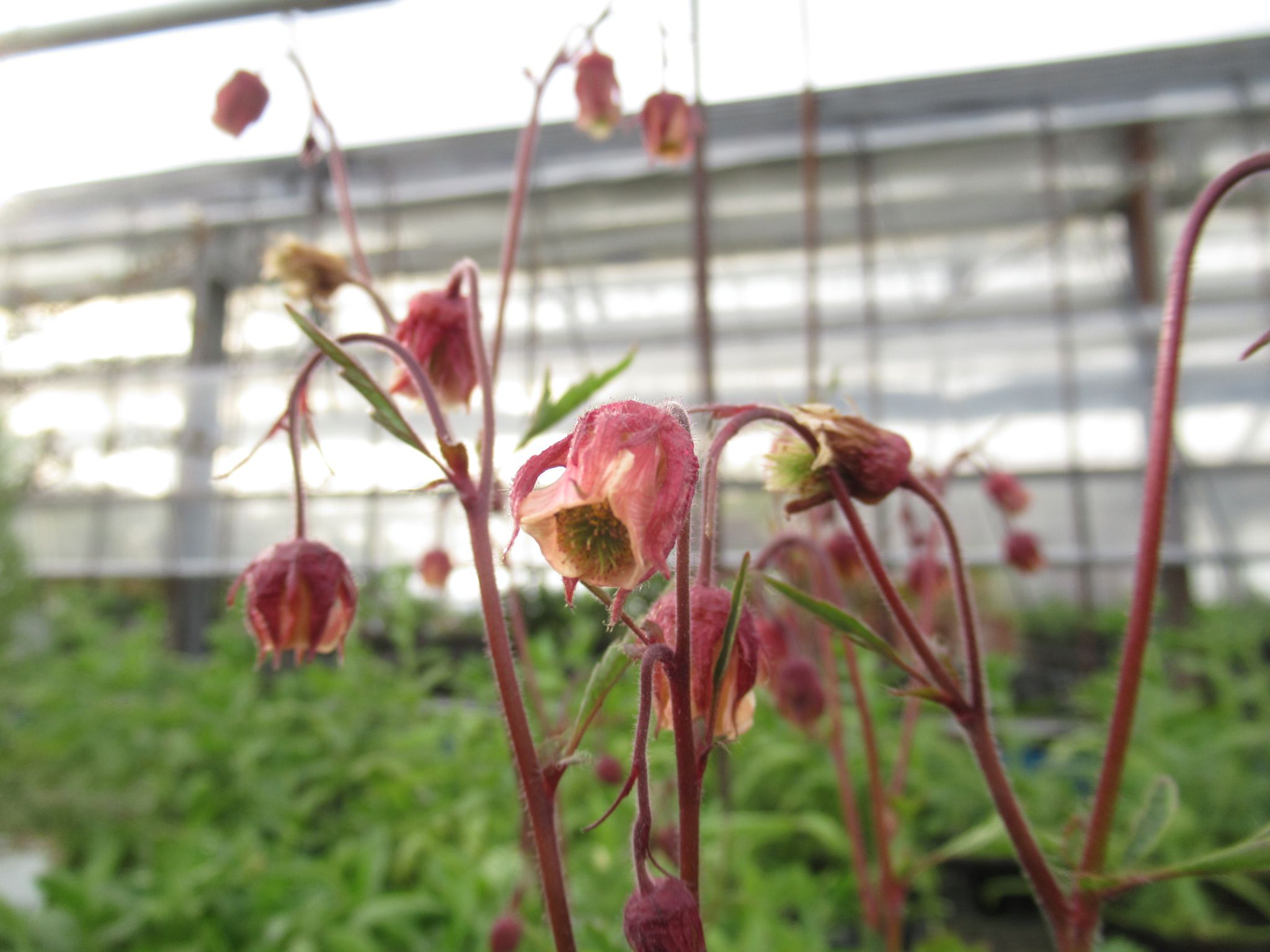 ゲウム　リバレ　の花です。