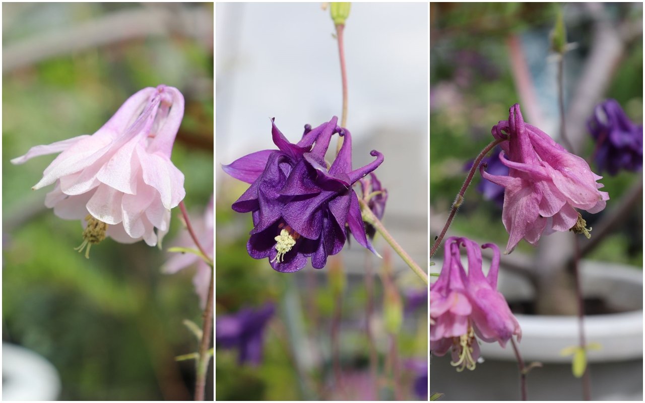 aquilegia007