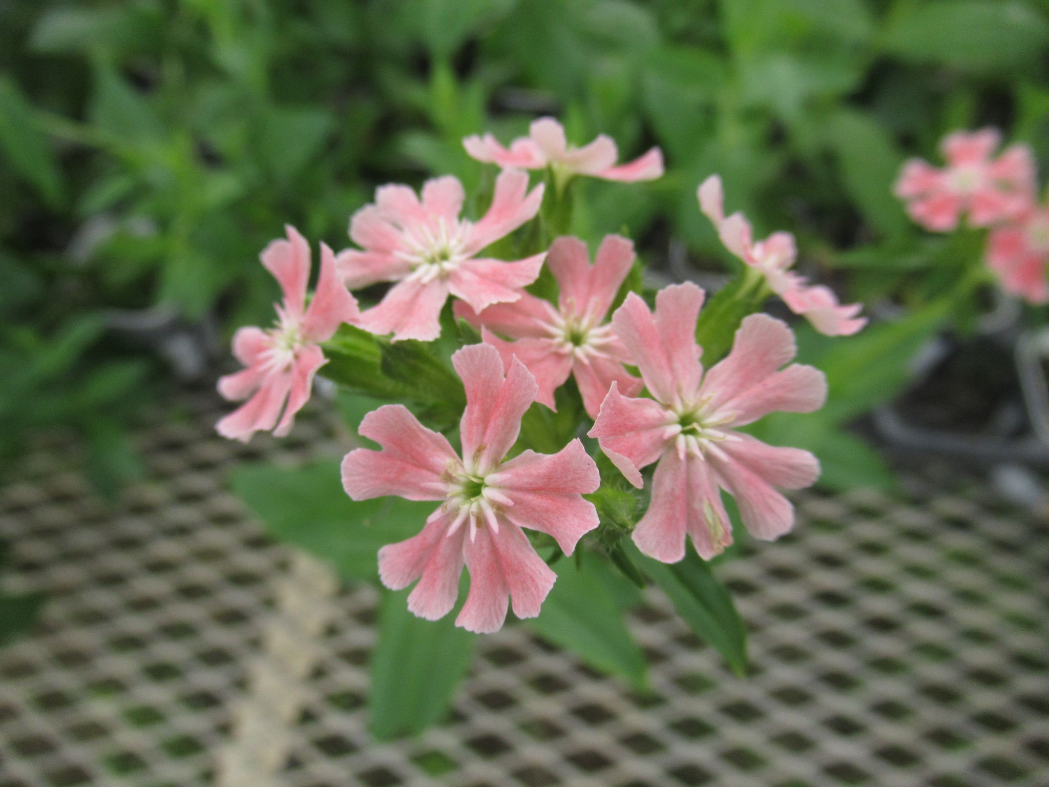 lychnis001