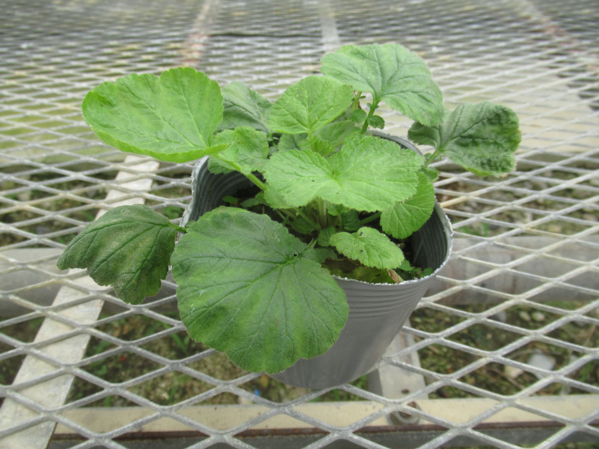 geum002