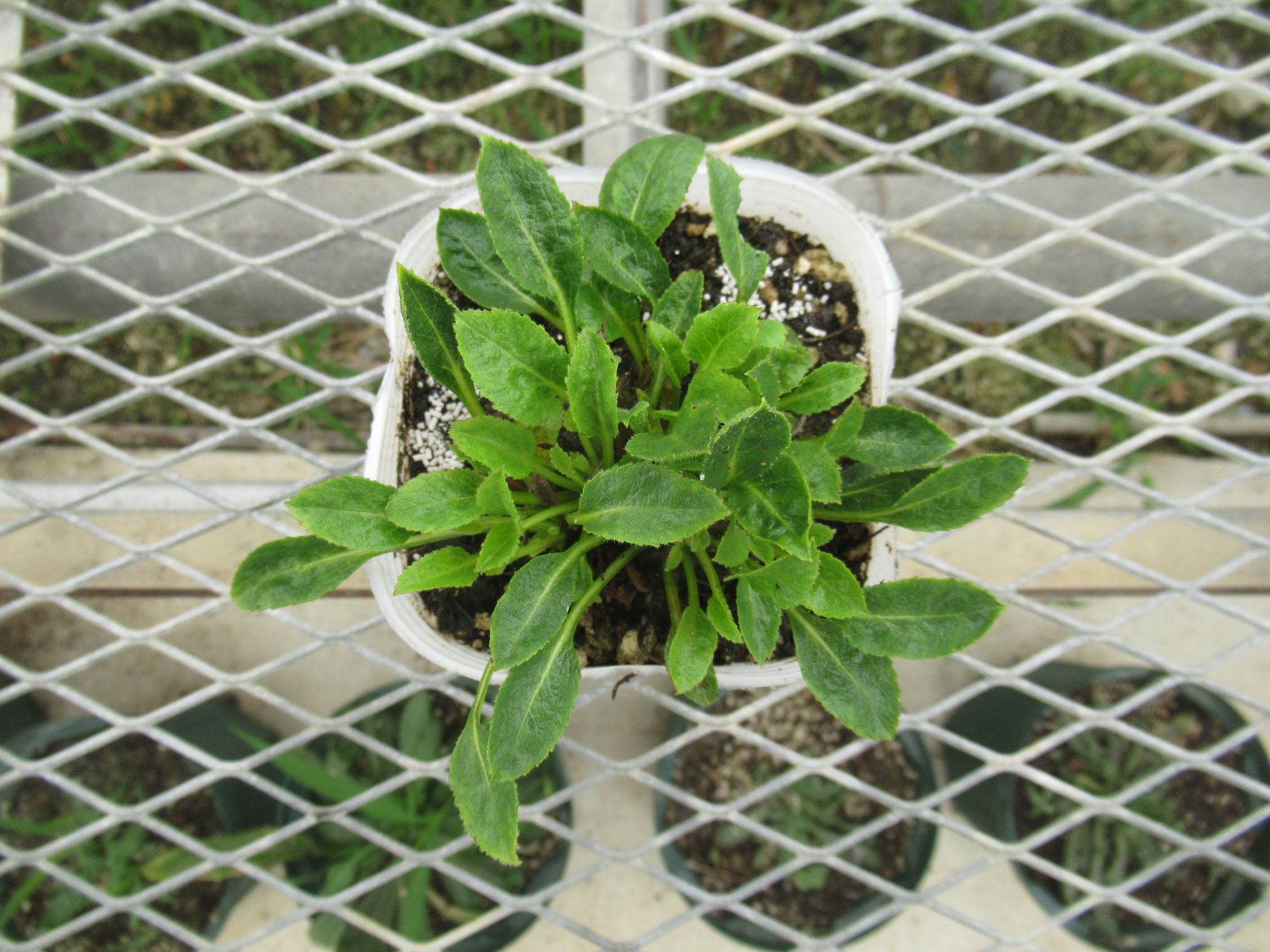 campanula003