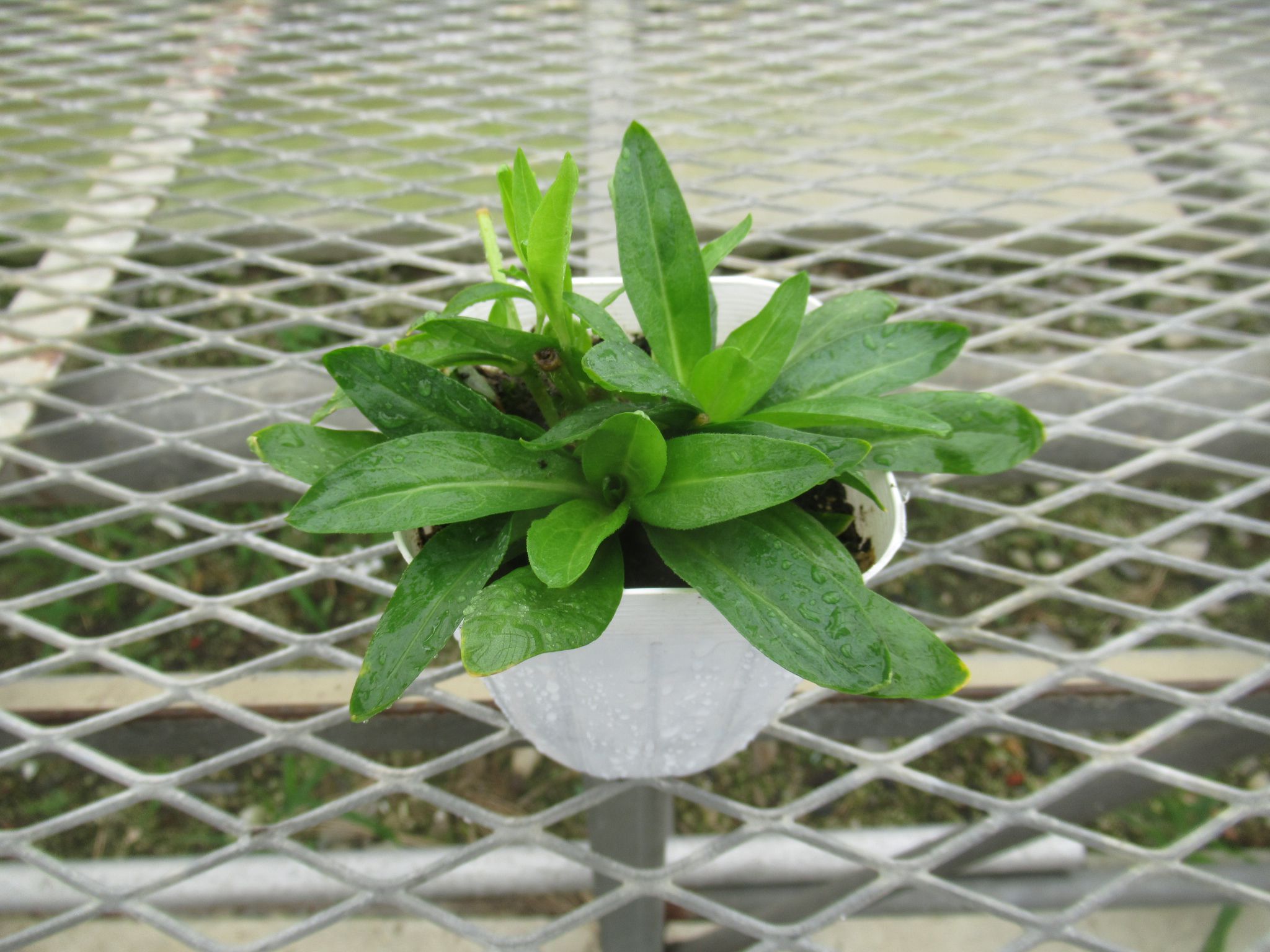 lychnis001