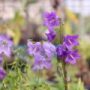 campanula003