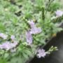 limonium001