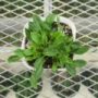 campanula003