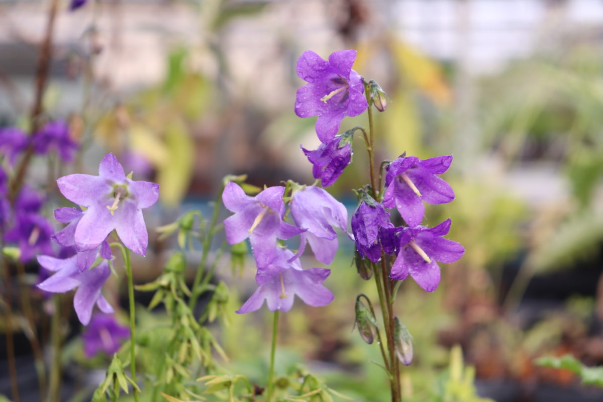 campanula003