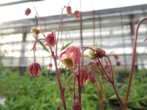 ゲウム　リバレ　の花です。