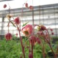 ゲウム　リバレ　の花です。