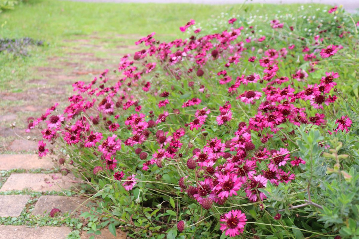 gaillardia002