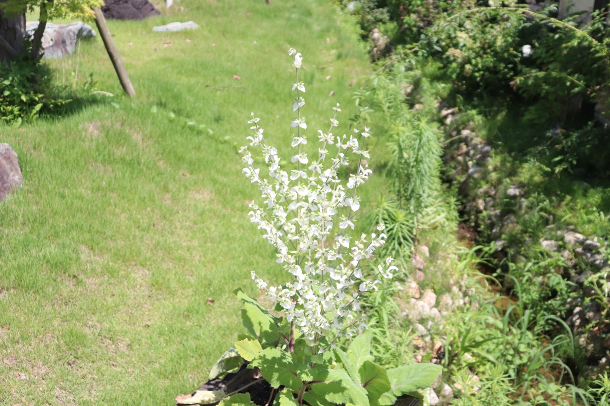 salvia016