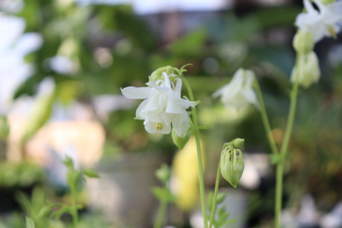 aquilegia008