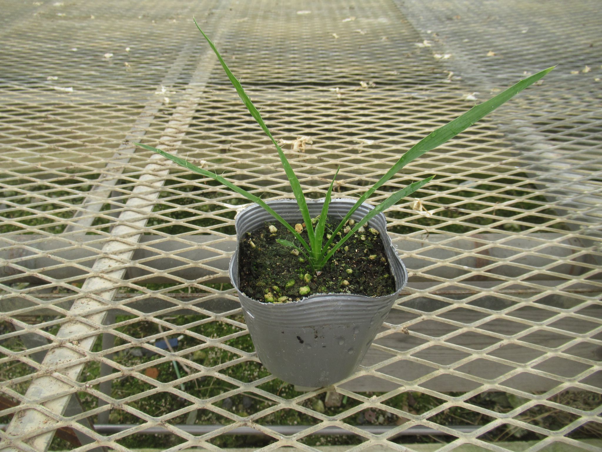 erymgium006
