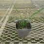 erymgium006
