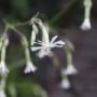 silene003