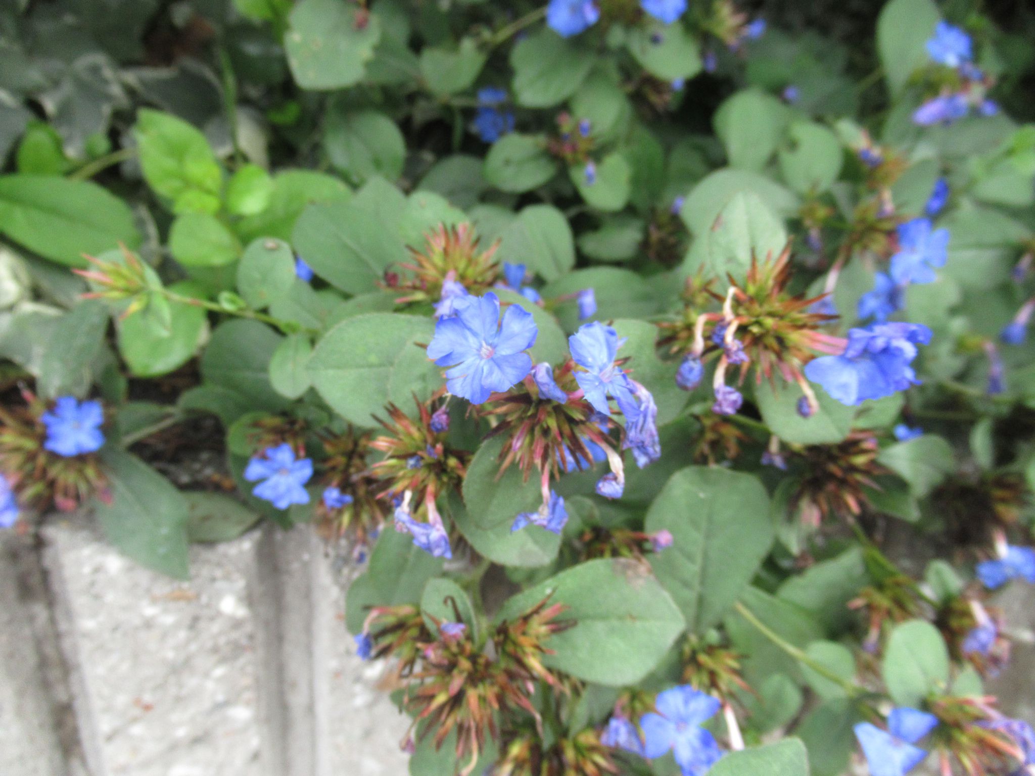 ceratostigma001