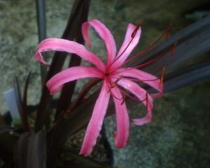 黒葉のインドハマユウの花