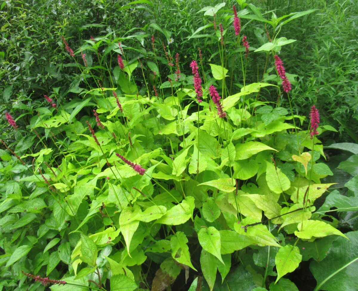 persicaria002