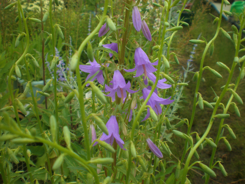campanula005