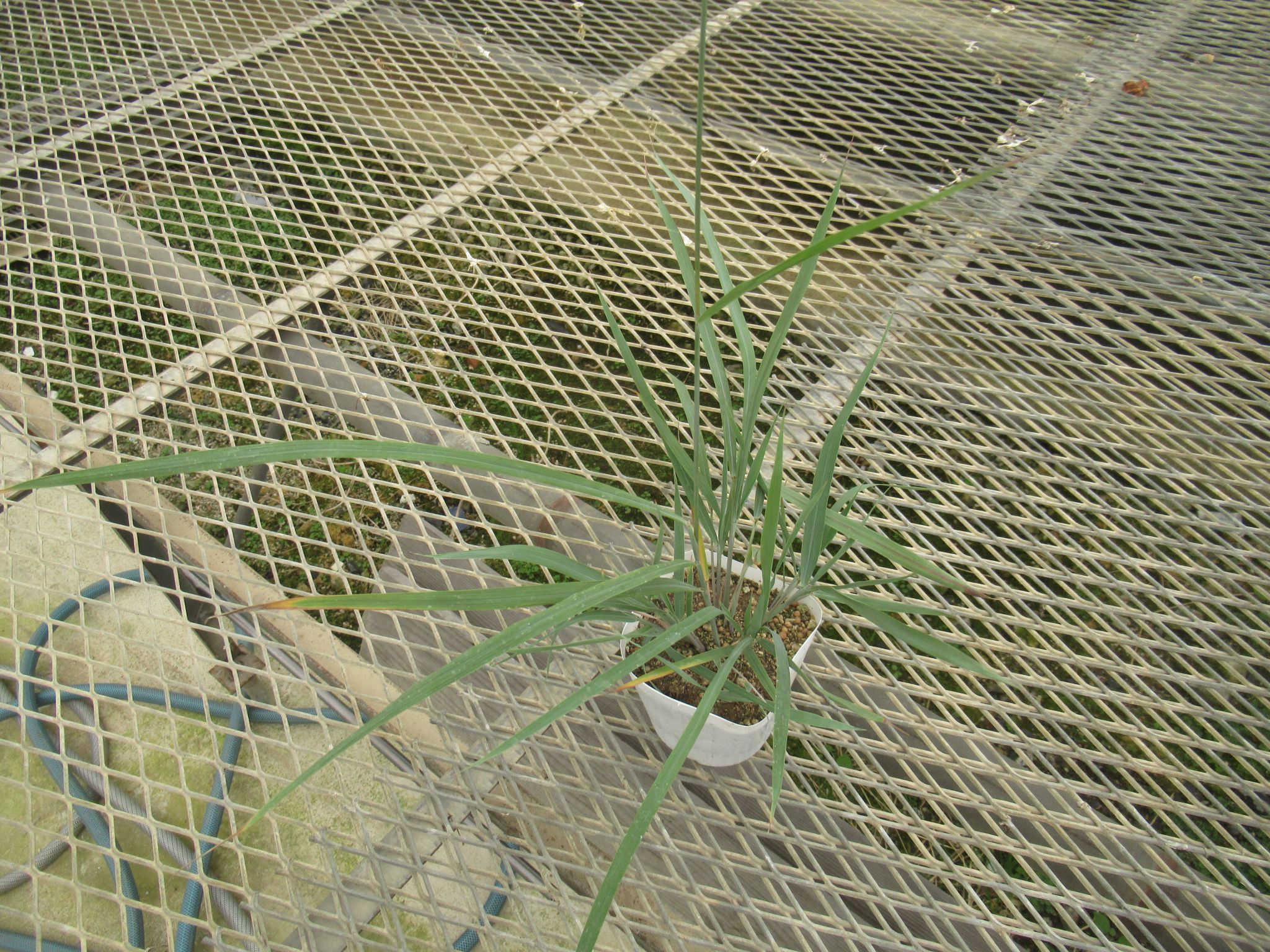 sorghastrum01