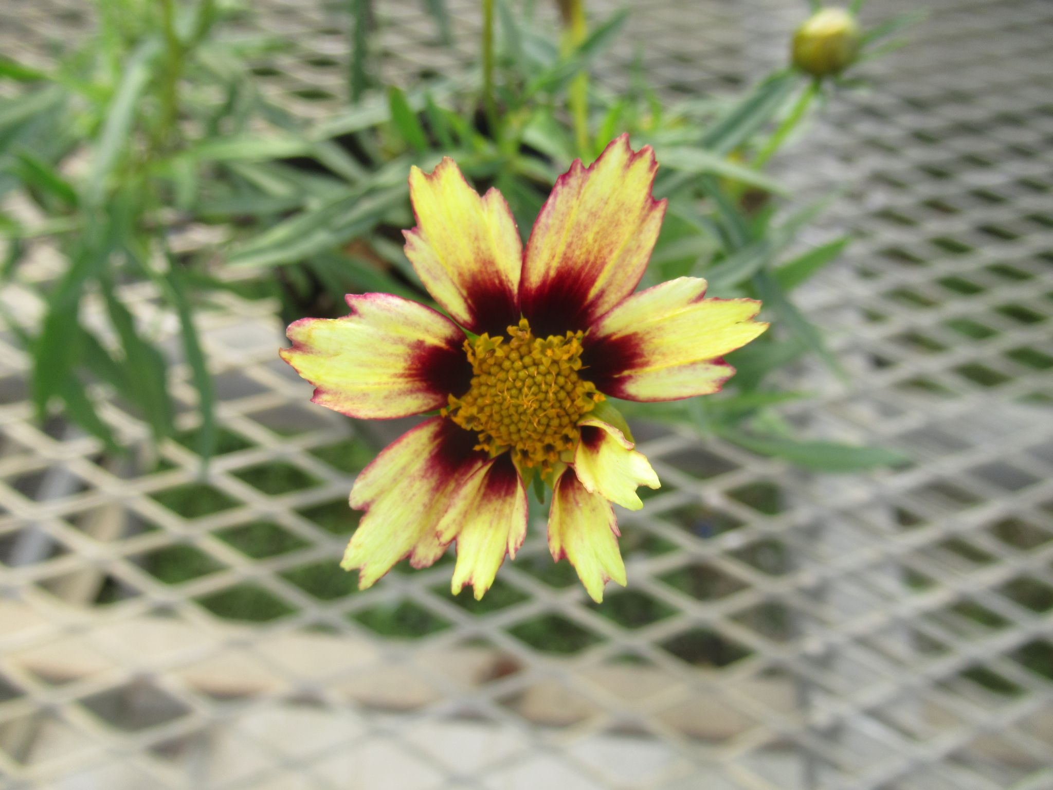 coreopsis005