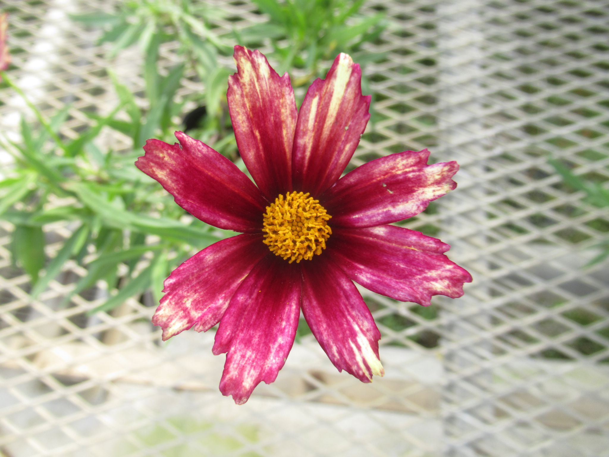 coreopsis005