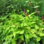 persicaria002
