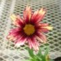 coreopsis005
