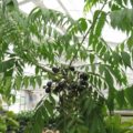 curryleafpot