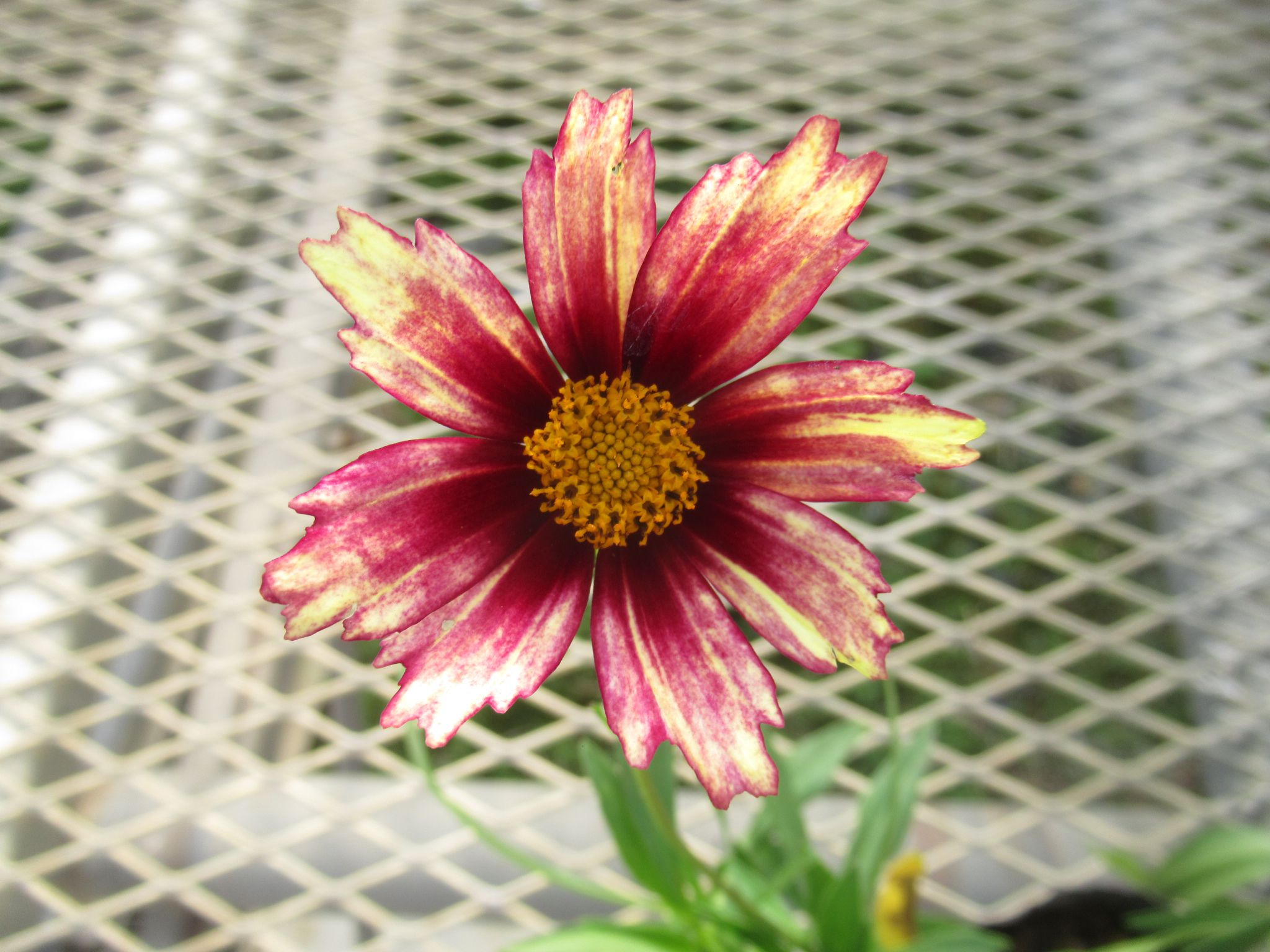 coreopsis005