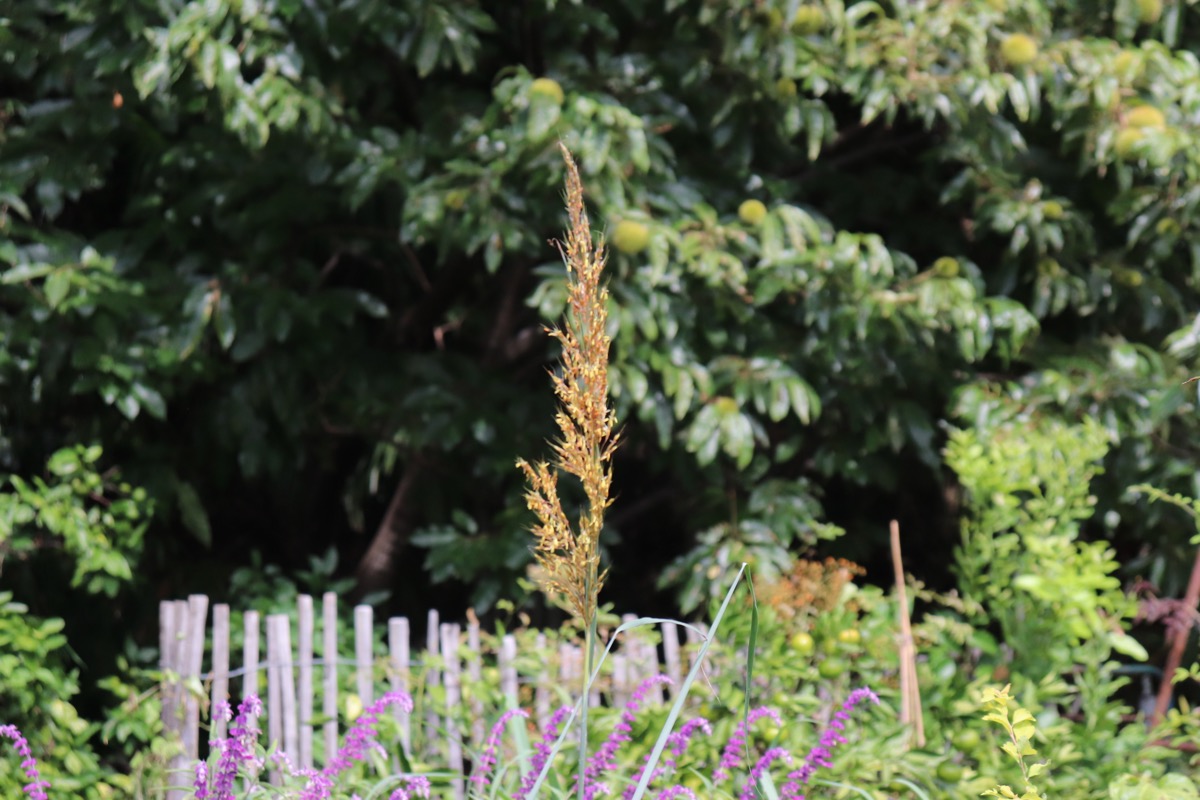 sorghastrum01