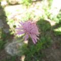 ピンク花のクナウティア