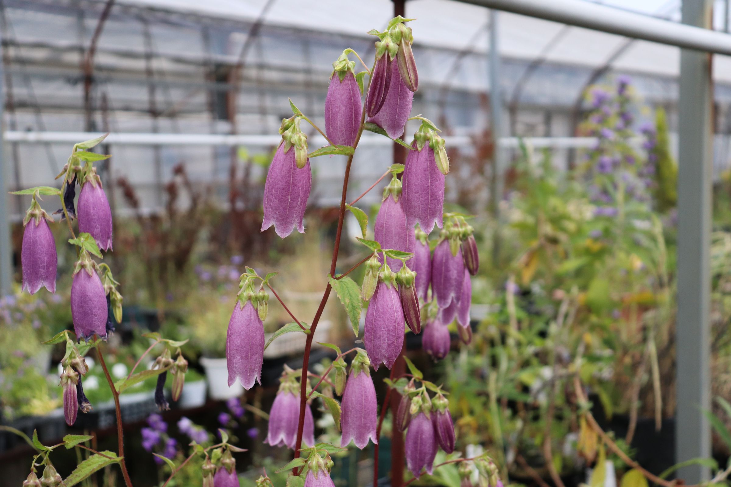 campanula006