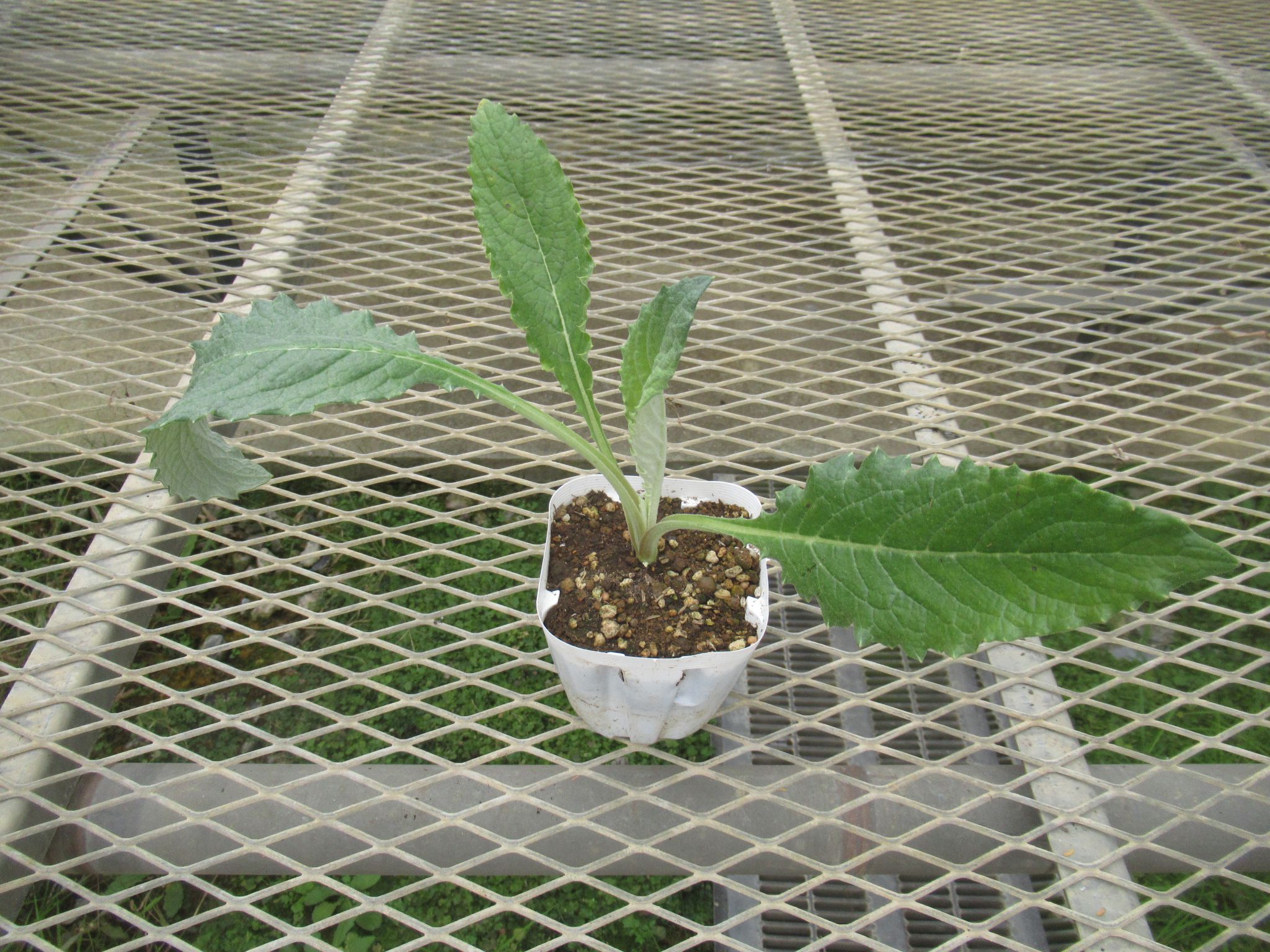 artichoke01