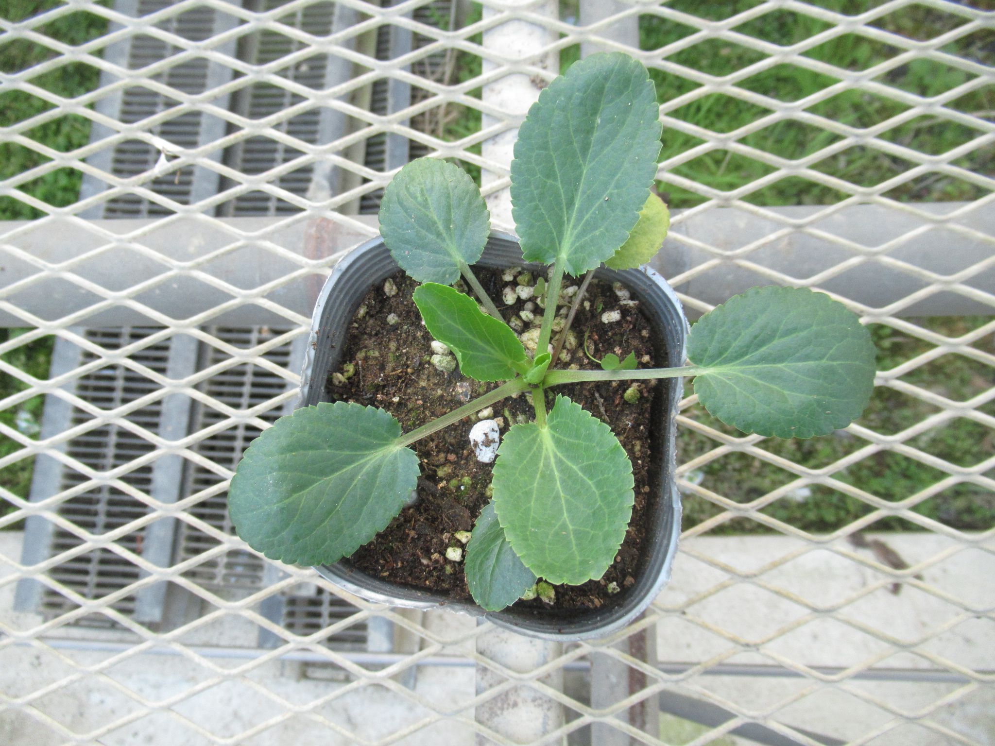 erymgium007