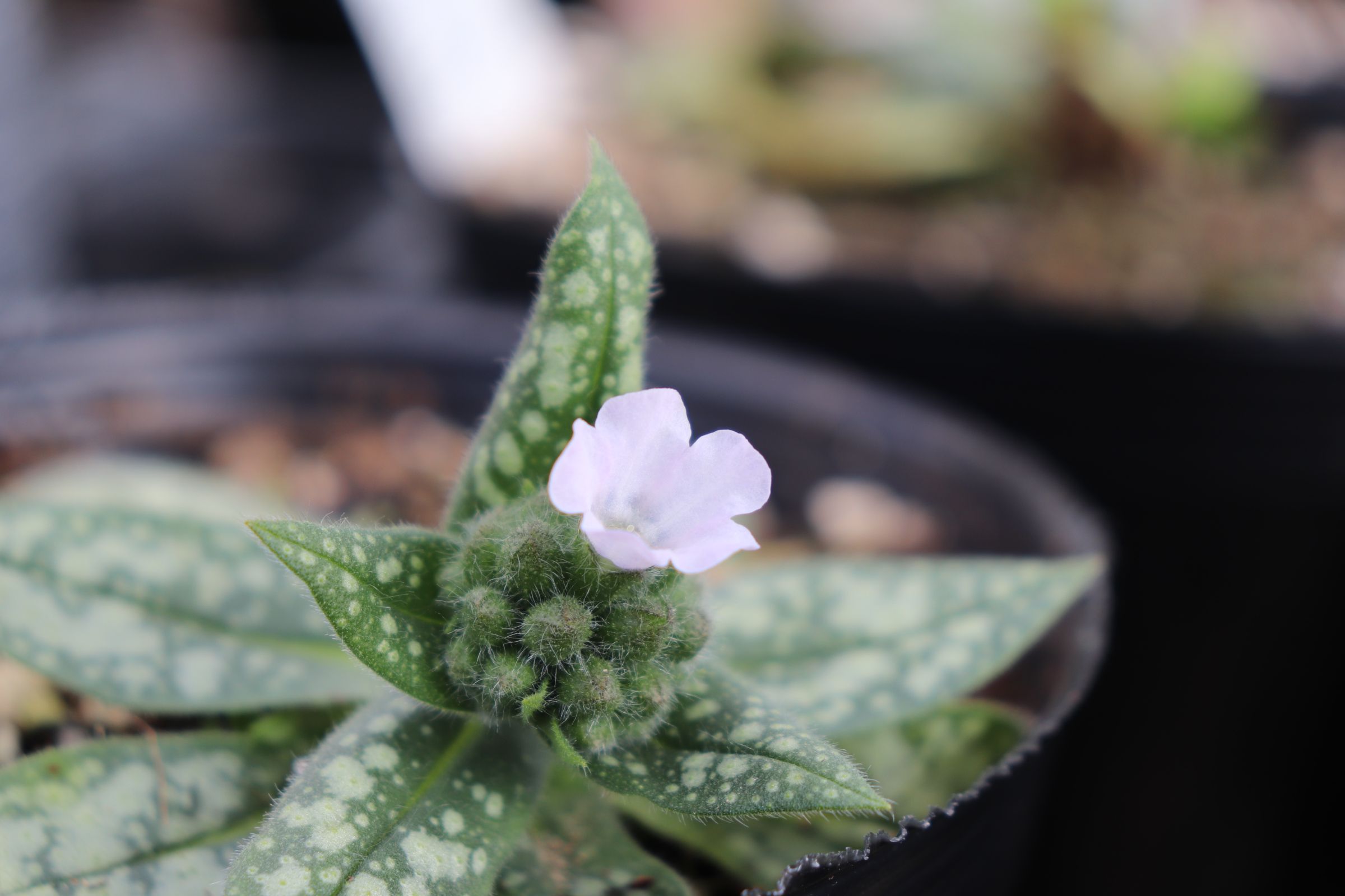 pulmonaria001