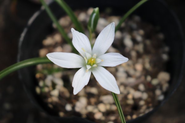 ornithogalum01