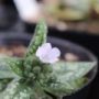 pulmonaria001