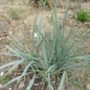 elymus01