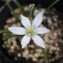 ornithogalum01