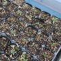 Hyoscyamus02