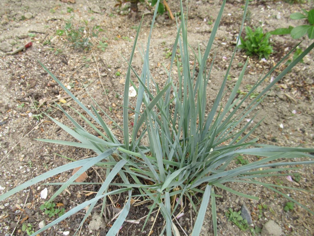 elymus01