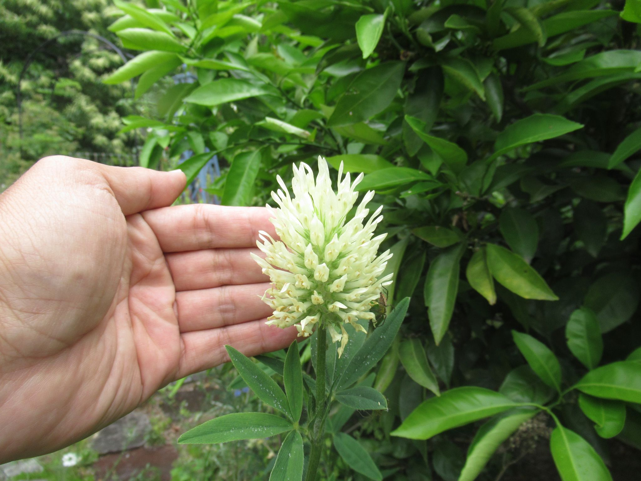 trifolium002