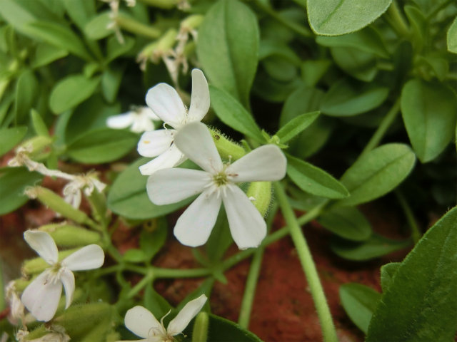 Saponaria001